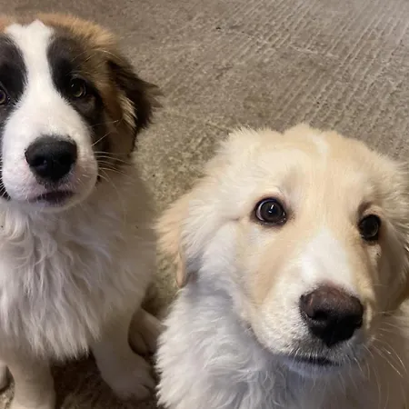 Super Cozy Apartmán Steinfeld (Mecklenburg-Vorpommern)